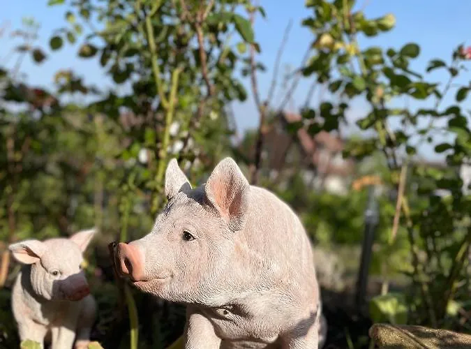 Bergflamme - Ihr Ferienhaus Im Harz Mit Sauna 度假居